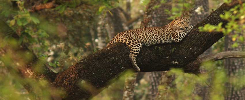 Welcome to India Wildlife Tour Packages